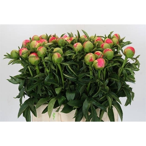 Paeonia coral sunset