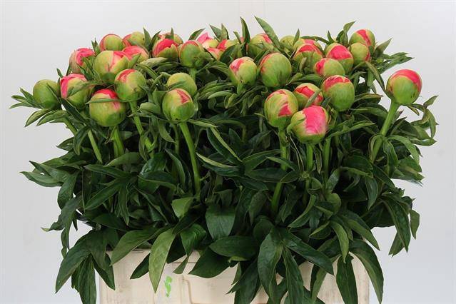 <h4>Paeonia coral sunset</h4>
