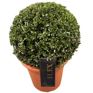 Ilex crenata Stokes
