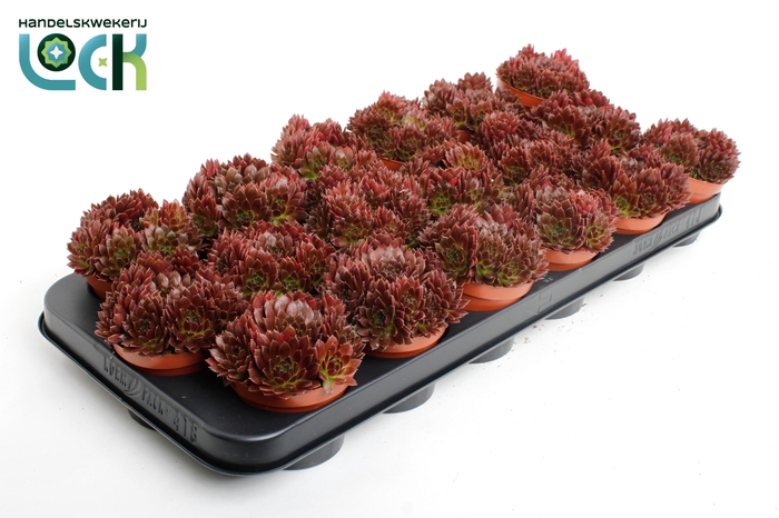 <h4>Sempervivum Corser</h4>