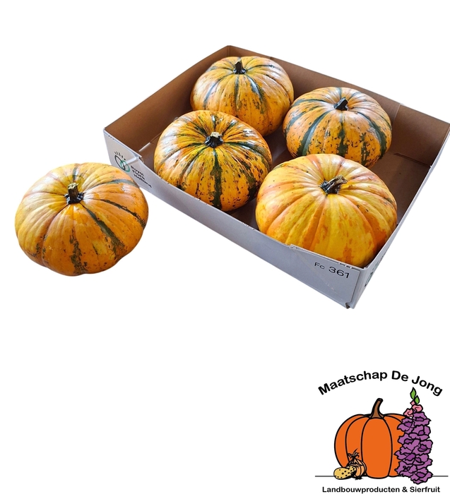 <h4>CUCURBITA</h4>