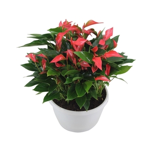 Anthurium XL.67 Trillions Red 23cm schaal