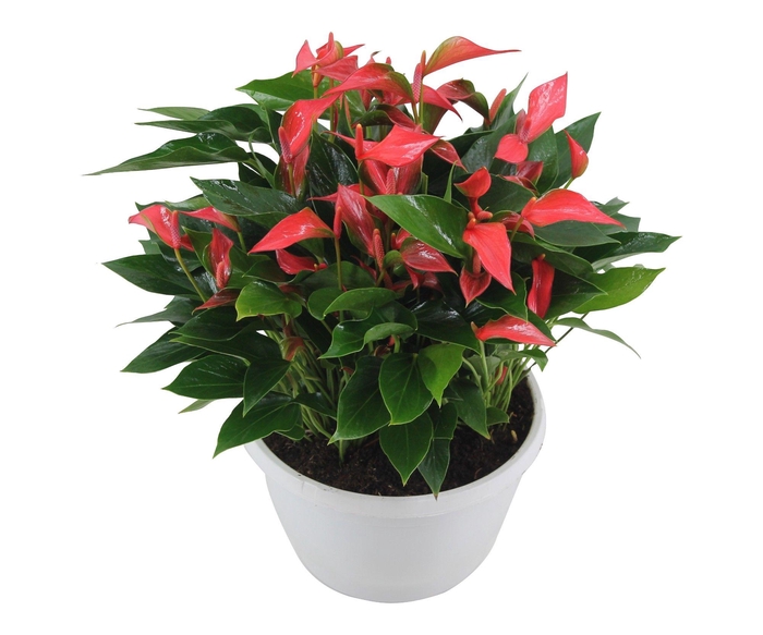 <h4>Anthurium XL.67 Trillions Red 23cm schaal</h4>
