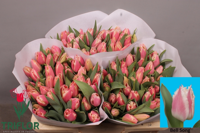 <h4>TU FR BELL SONG</h4>