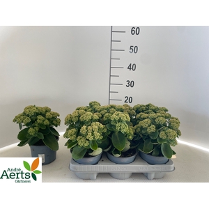 SEDUM TELEPHIUM