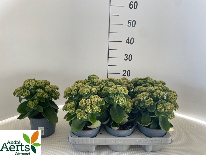 <h4>SEDUM TELEPHIUM</h4>