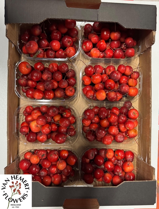 <h4>MALUS RED SENTIN BAK</h4>