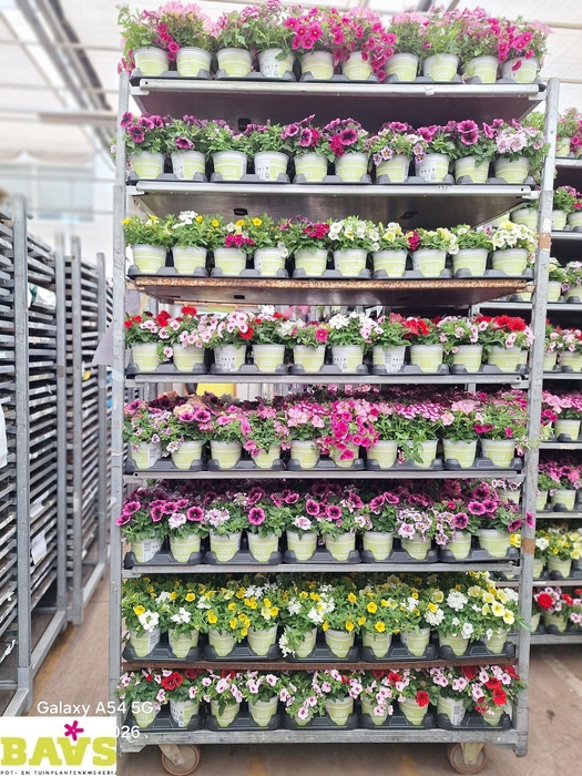 <h4>OV PERKPL GEM</h4>