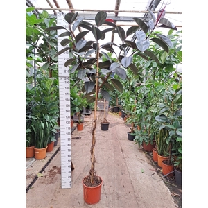 Ficus Elastica Abidjan vertakte stam 280