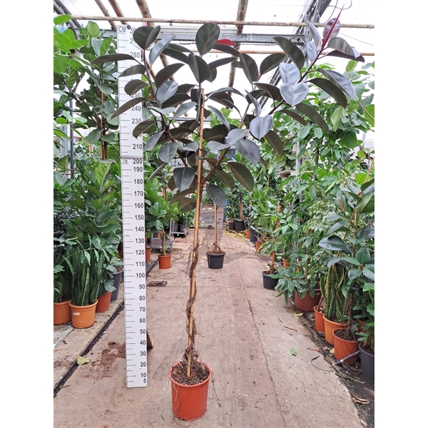 <h4>Ficus Elastica Abidjan vertakte stam 280</h4>