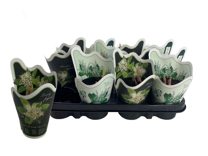 <h4>Convallaria majalis</h4>