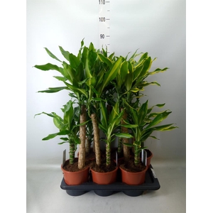 Dracaena frag.   ...mix 3