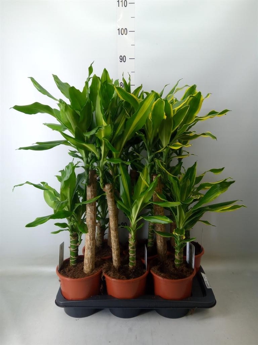 <h4>Dracaena frag.   ...mix 3</h4>
