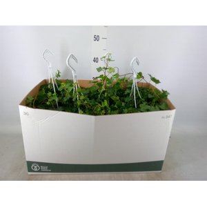 Hedera helix 'Wonder'