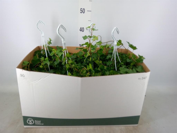 <h4>Hedera helix 'Wonder'</h4>