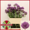 ALLIUM GLADIATOR ARTISTIC 060CM