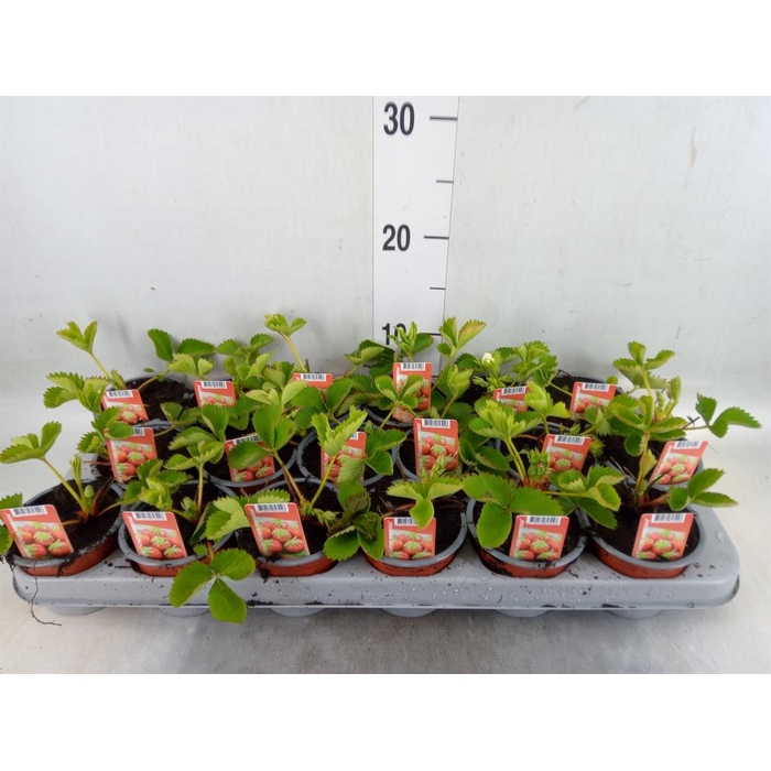 <h4>Fragaria   ...</h4>