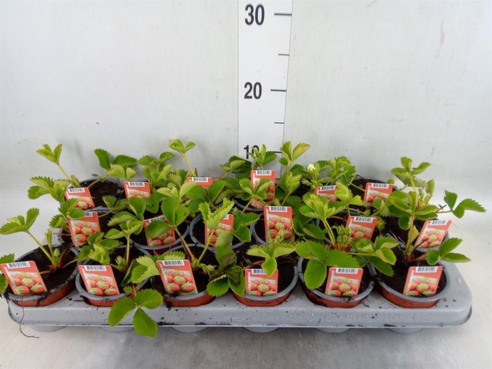 <h4>Fragaria   ...</h4>