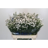 Aster White Gypsy