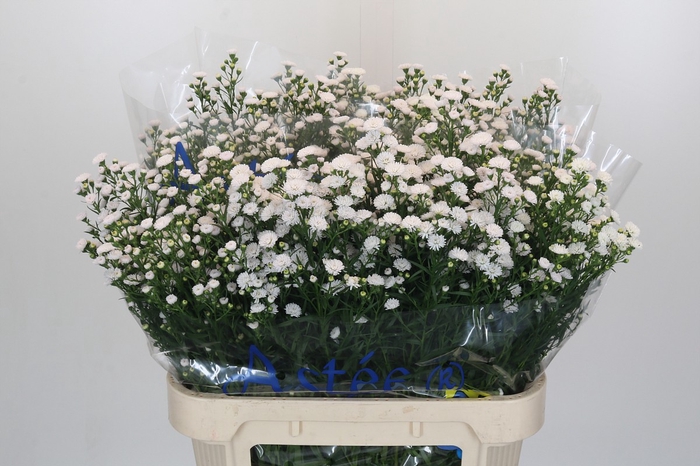 <h4>Aster White Gypsy</h4>