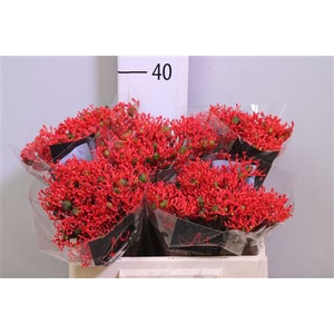 Jatropha P Firecracker