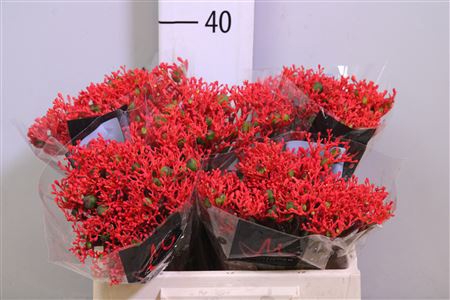 <h4>Jatropha P Firecracker</h4>