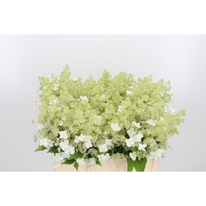 Hydrangea Pan Kyushu