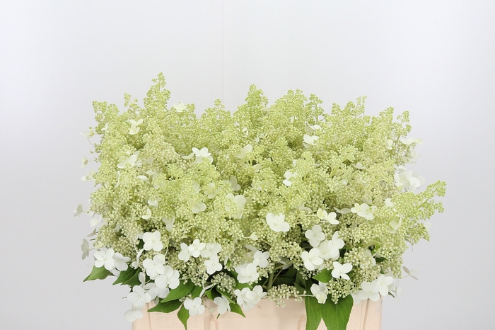 <h4>Hydrangea Pan Kyushu</h4>