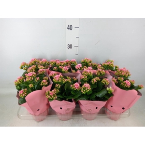 Kalanchoe  'RoseFlow Esme'