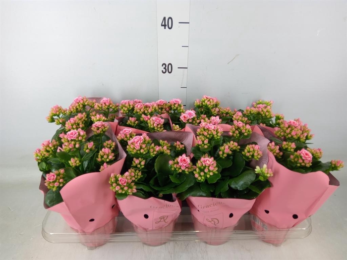 <h4>Kalanchoe 'RoseFlow Esme'</h4>