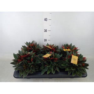 Peperomia caperata 'Rosso'