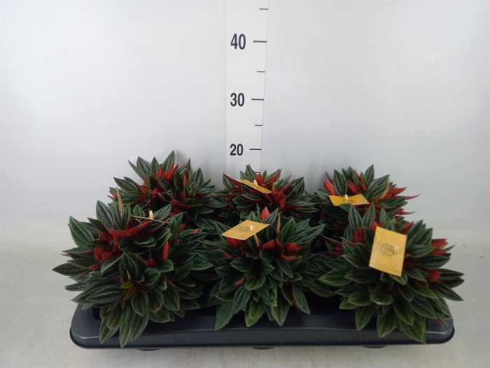 <h4>Peperomia caperata 'Rosso'</h4>