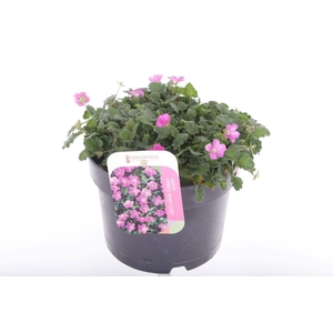 Erodium var. Bishop's Form