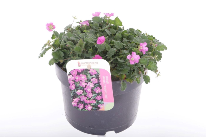 <h4>Erodium var. Bishop's Form</h4>