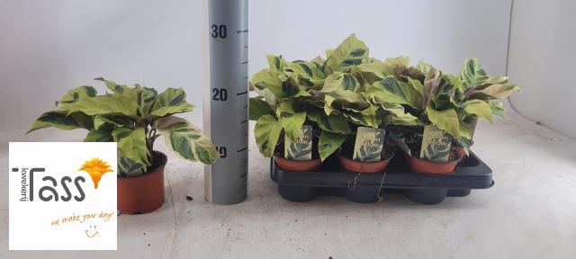 <h4>CALAT FUSION YELLOW</h4>