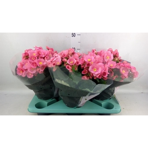 Begonia elat. HL 'Belove Rose'