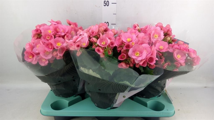 <h4>Begonia elat. HL 'Belove Rose'</h4>