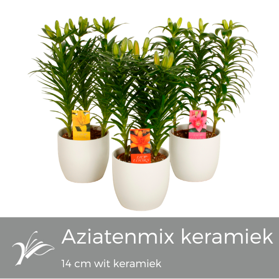 <h4>Lilium mix wit keramiek (az. lelie)</h4>