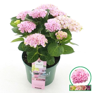Hydrangea macr. Magical® 'Revolution'® Roze C5 (23cm.) Kn.
