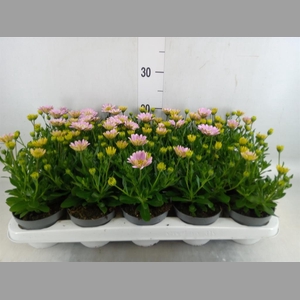Osteospermum  '3D Pink'