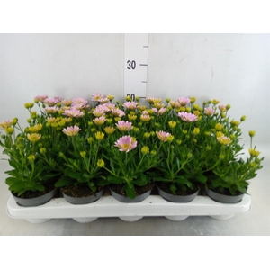 Osteospermum  '3D Pink'