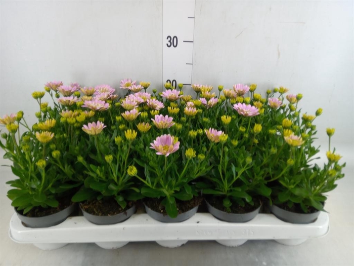 <h4>Osteospermum  '3D Pink'</h4>
