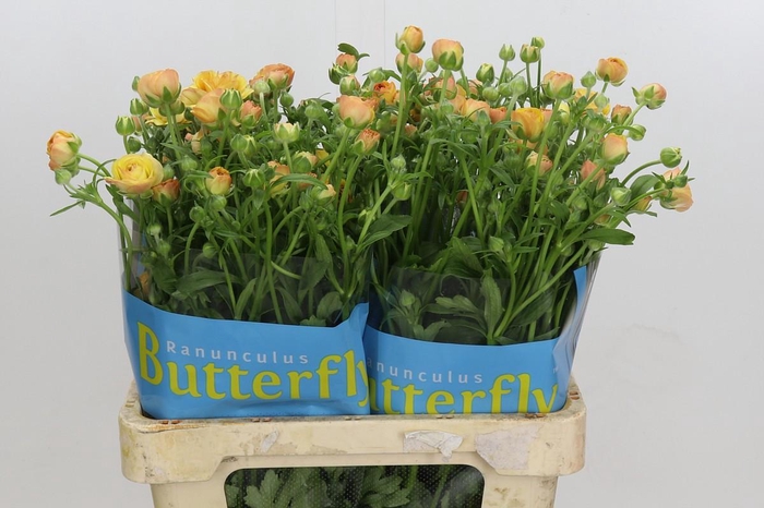 <h4>Ranunculus Butterfly Vestalis</h4>