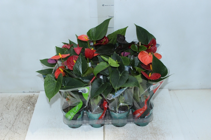 <h4>ANTHURIUM VARIADO P09</h4>