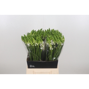 Ornithogalum T Mount Fuji