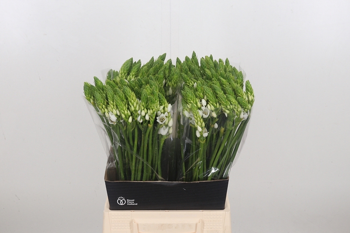 <h4>Ornithogalum T Mount Fuji</h4>