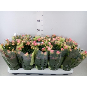 Rosa  'Carousel Kordana'