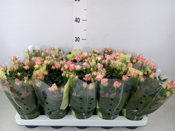 <h4>Rosa 'Carousel Kordana'</h4>