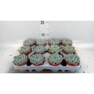 Echeveria   ...