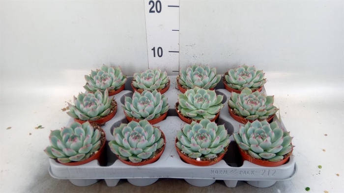 <h4>Echeveria ...</h4>